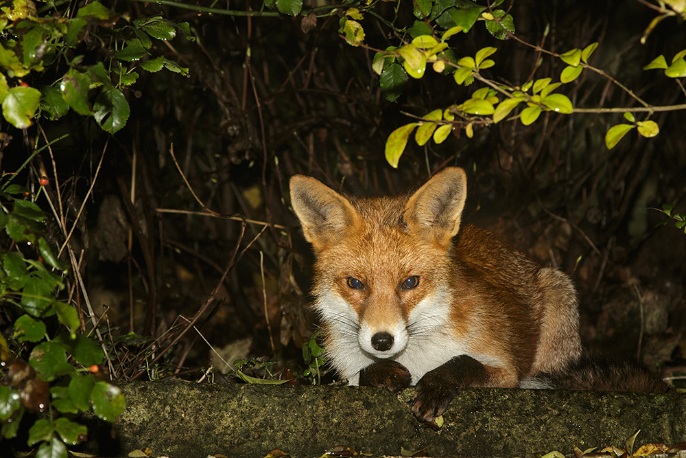 2212172212171822.jpg - Pretty Vixen relaxing