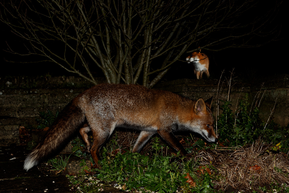 2212201712201721.jpg - Wolfy (with Stumpy in background)