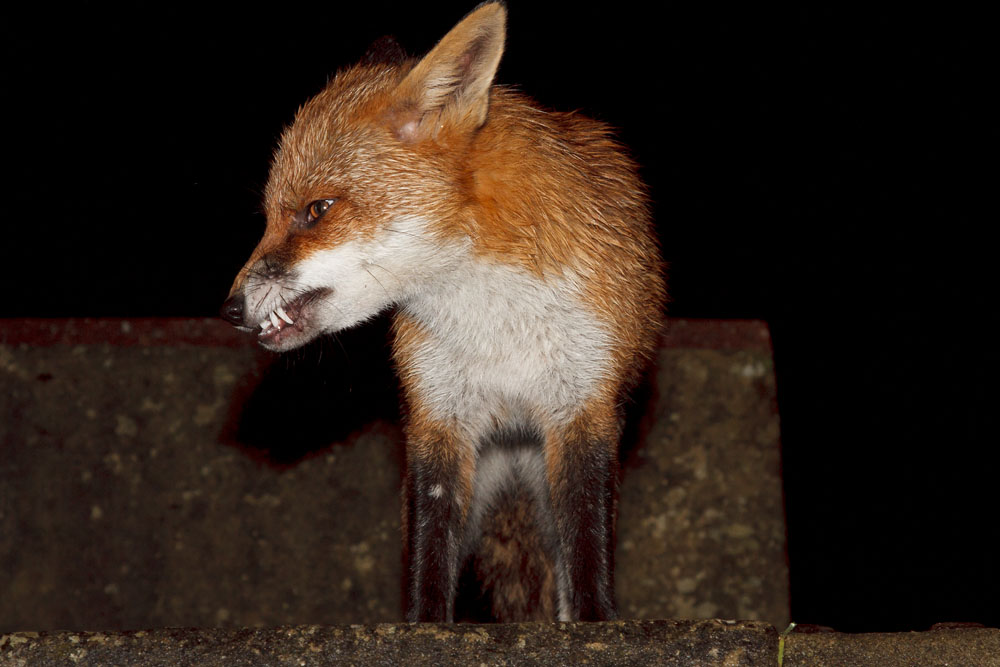 2301130701116169.jpg - Fox (Vulpes vulpes) standing in a garden with teeth exposed after rain.
