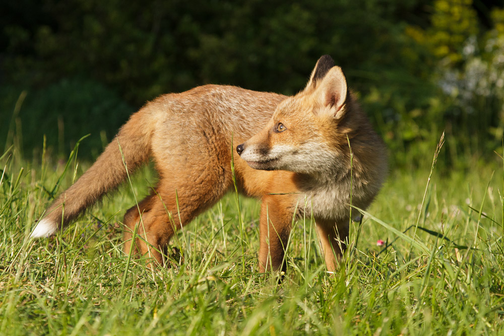 2301172505138217.jpg - Fox cub on a sunny afternoon