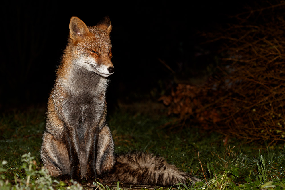 2301192201198305.jpg - Wolfy sitting