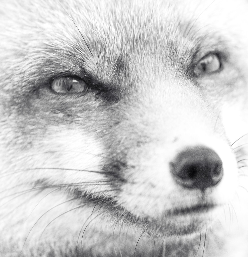 2301232201233050.jpg - Portrait of Lopa the vixen (line)