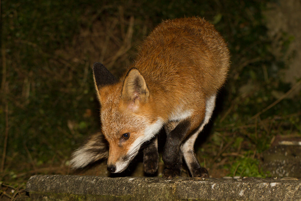 2302142202142923.jpg - Fox on garden step