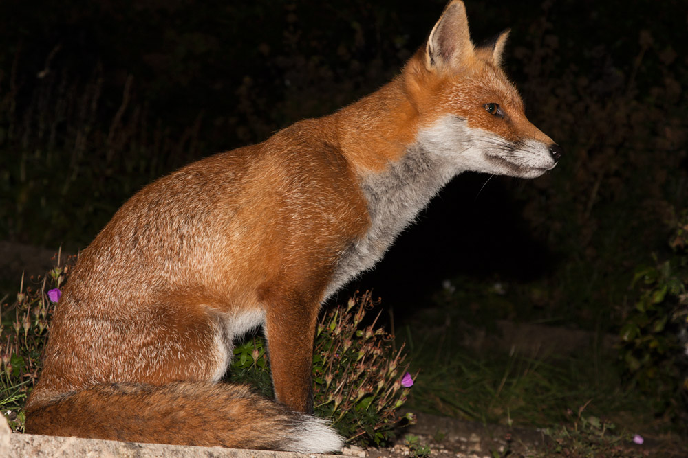 2302162108090620.jpg - Fox sitting in garden
