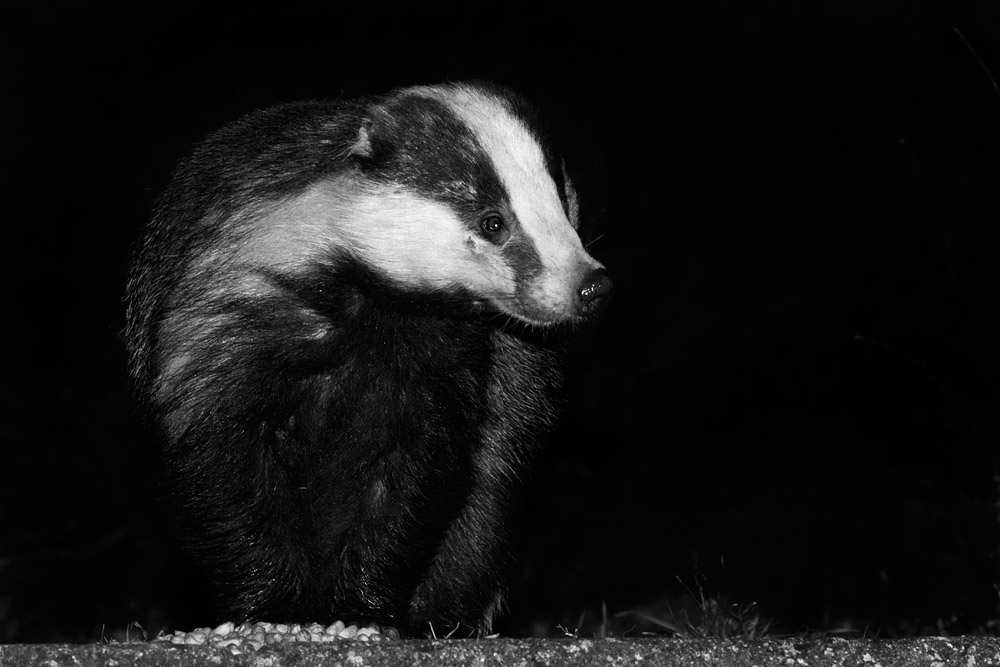 2303162203167587.jpg - Badger eating peanuts in a suburban garden