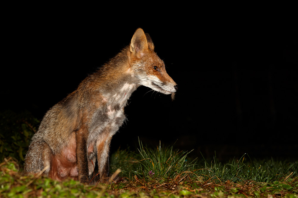 2303192303198850.jpg - Wolfy (vixen) at night