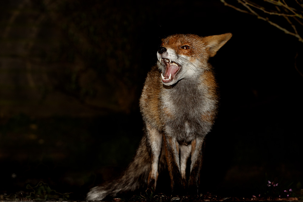 2303202303200999.jpg - Wolfy the vixen