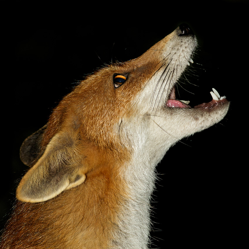2304182304182659.jpg - Pretty Vixen portrait