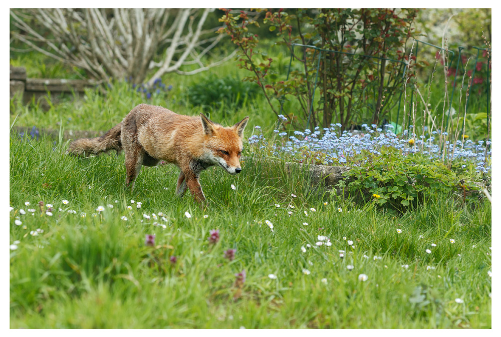 2304232104238382.jpg - Lopa in the long grass