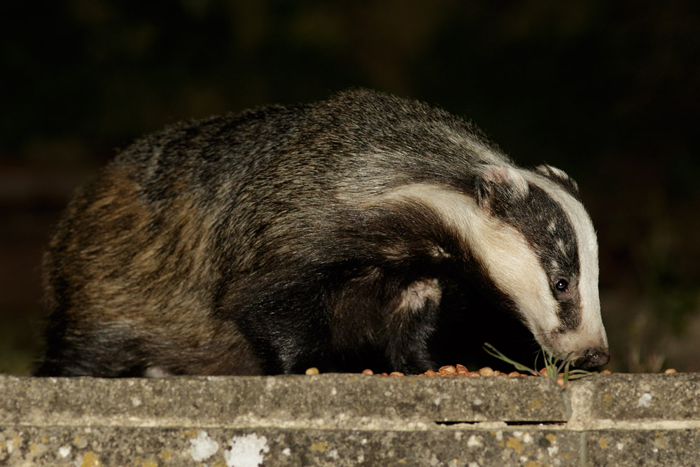 2305151905154741.jpg - Badger and peanuts