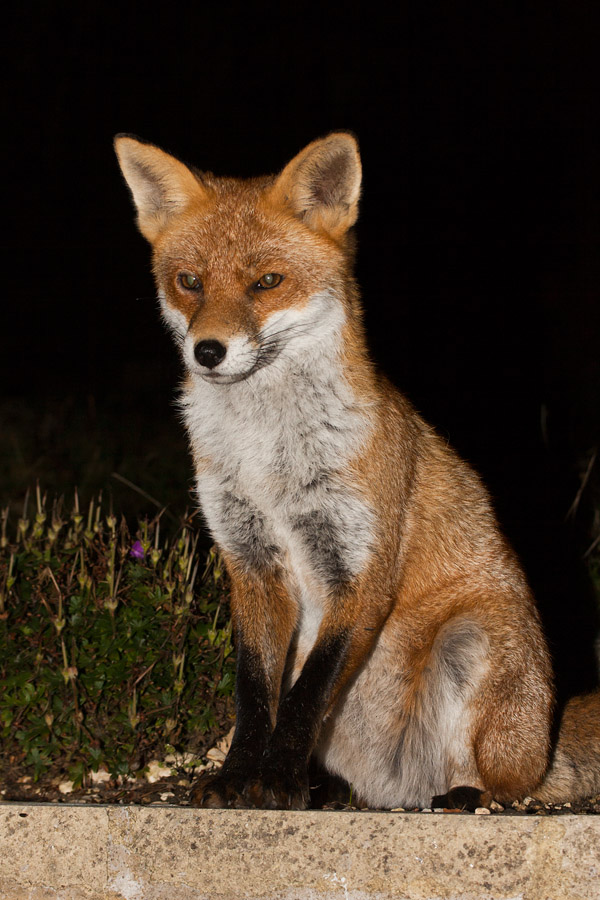 2305161510097123.jpg - Fox sitting