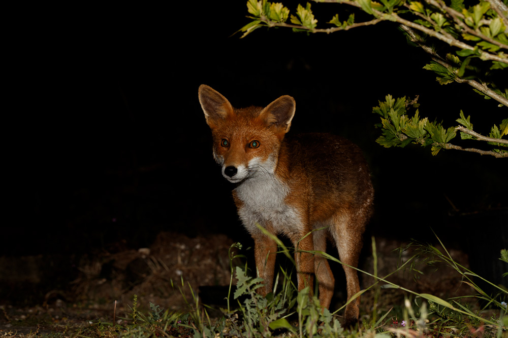 2305202305201005.jpg - Stumpy, the young male fox