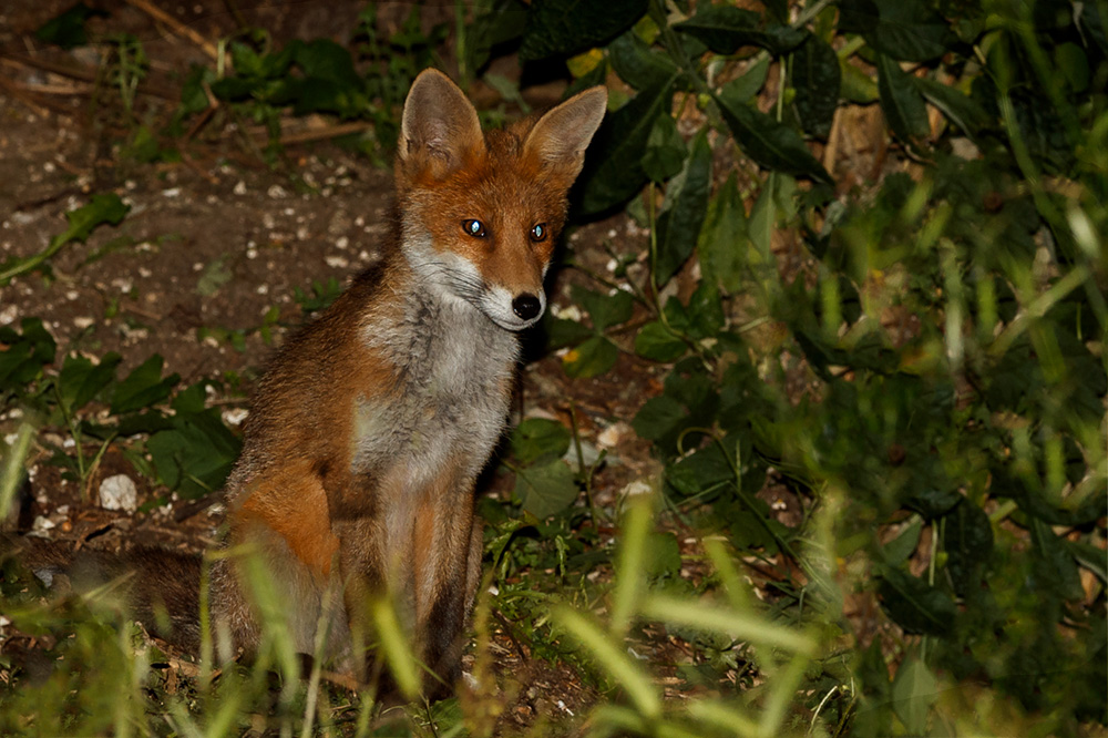 2306192306196932.jpg - Little Vixen