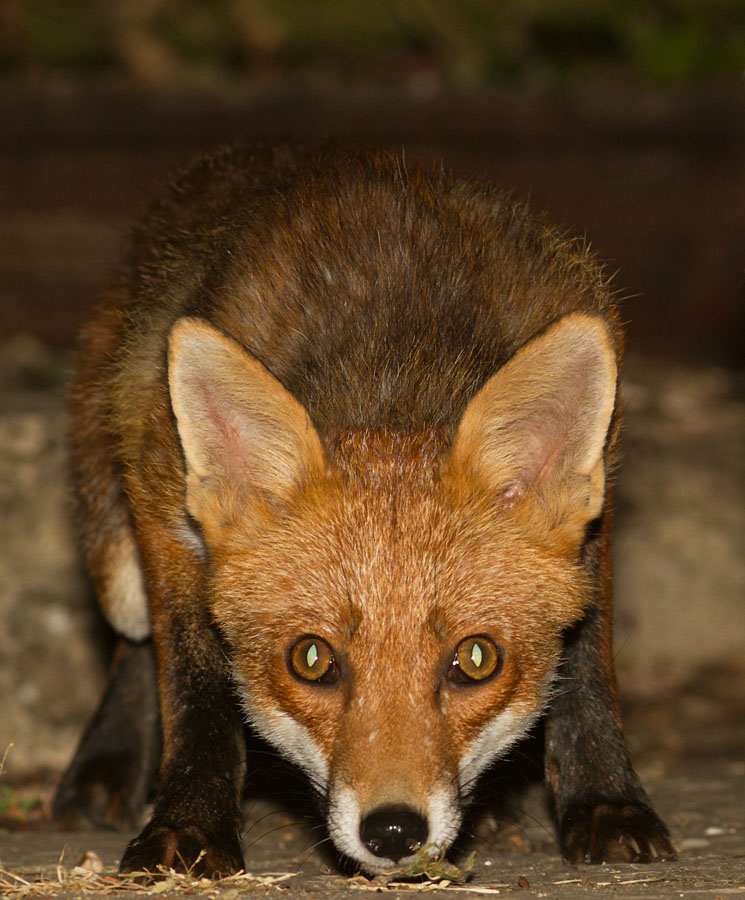 2307132107133434.jpg - Adult fox (Vulpes vulpes) crouching low in suburban garden.