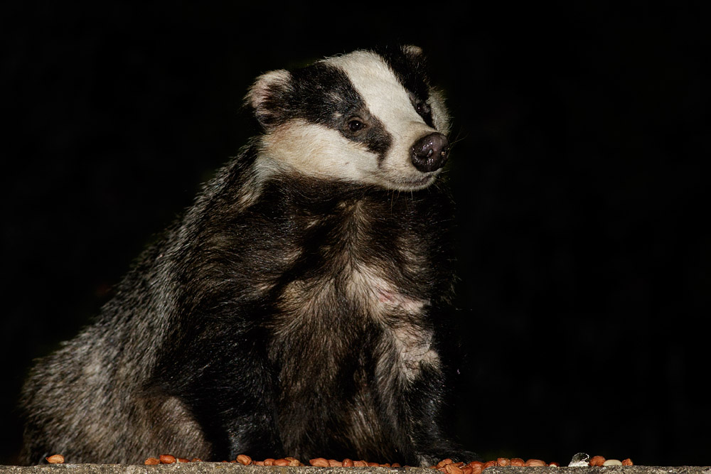 2307151807157506.jpg - Badger on rear patio