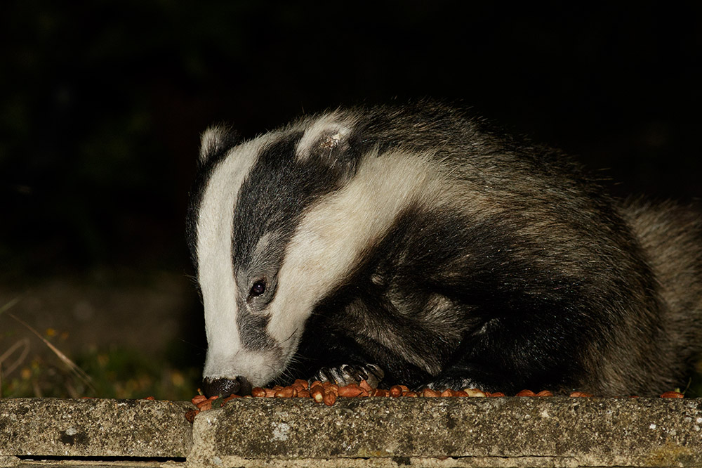 2307162007164261.jpg - Badger and peanuts