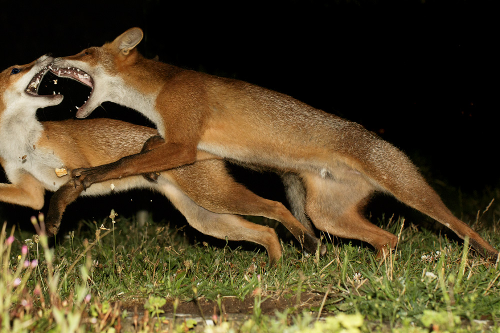 2307172307171162.jpg - Fox cubs fighting
