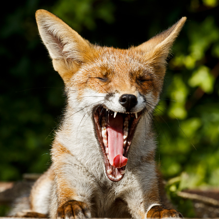 2307182207189113.jpg - Portrait of a young fox (Scamp)