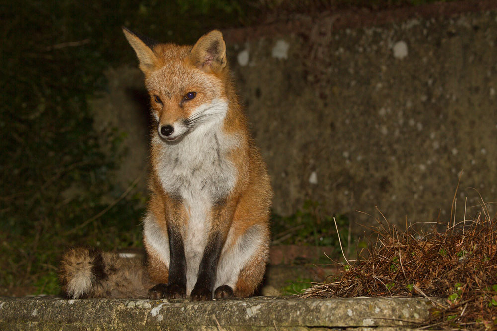 2308142602143417.jpg - Fox (Pretty) sitting on step