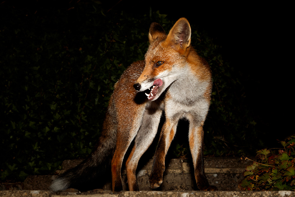 2308182208189871.jpg - Scamp, the young vixen