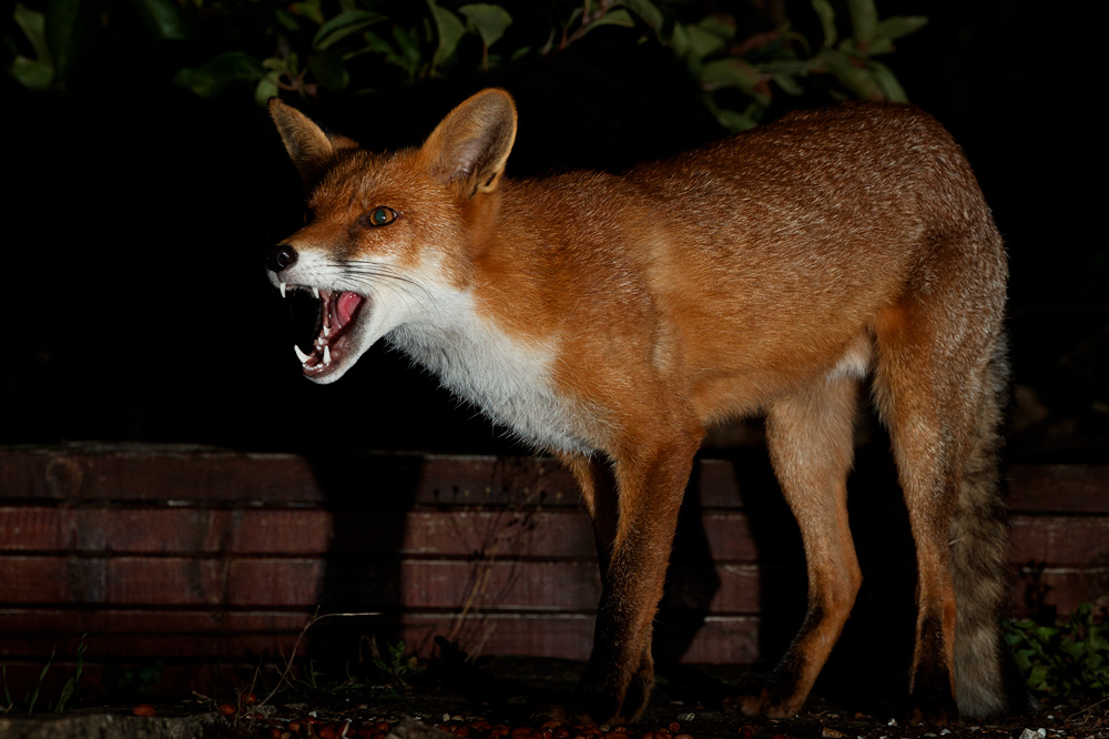 2308202308202655.jpg - Longtail at night