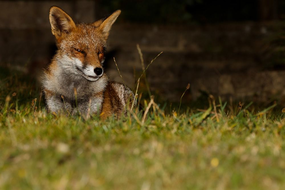 2309192109199285.jpg - Wolfy at night