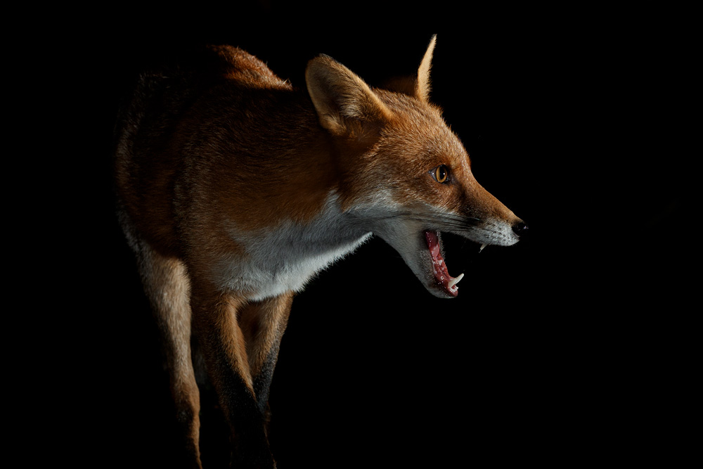 2309202109206509.jpg - Portrait of Longtail