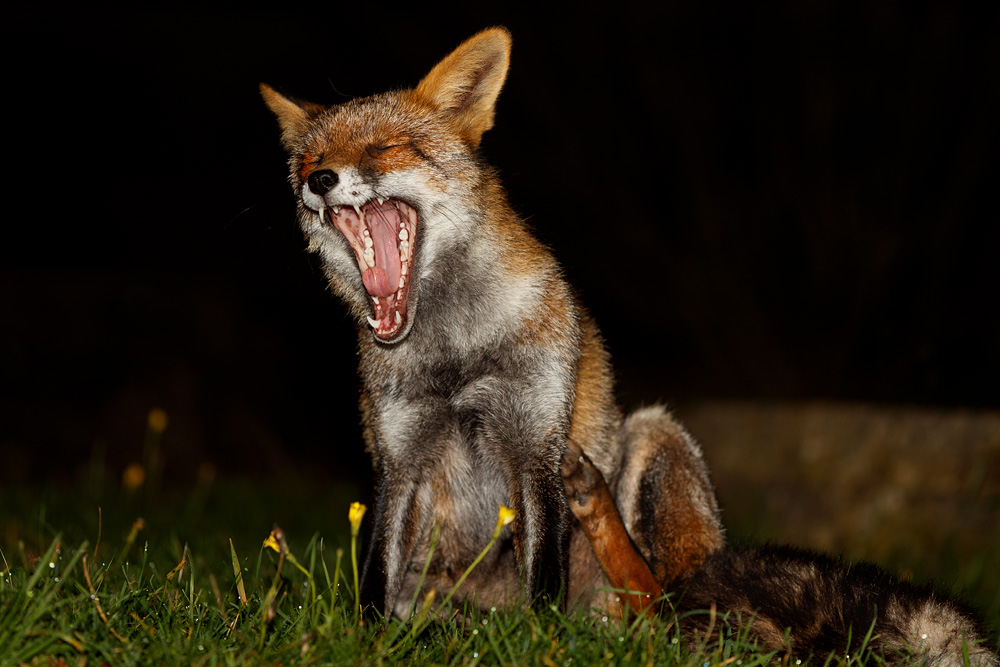 2310192310191520.jpg - Wolfy yawning