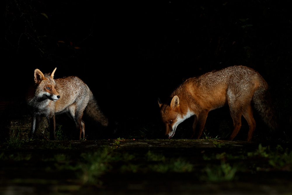 2311202211200612.jpg - Wolfy and Longtail