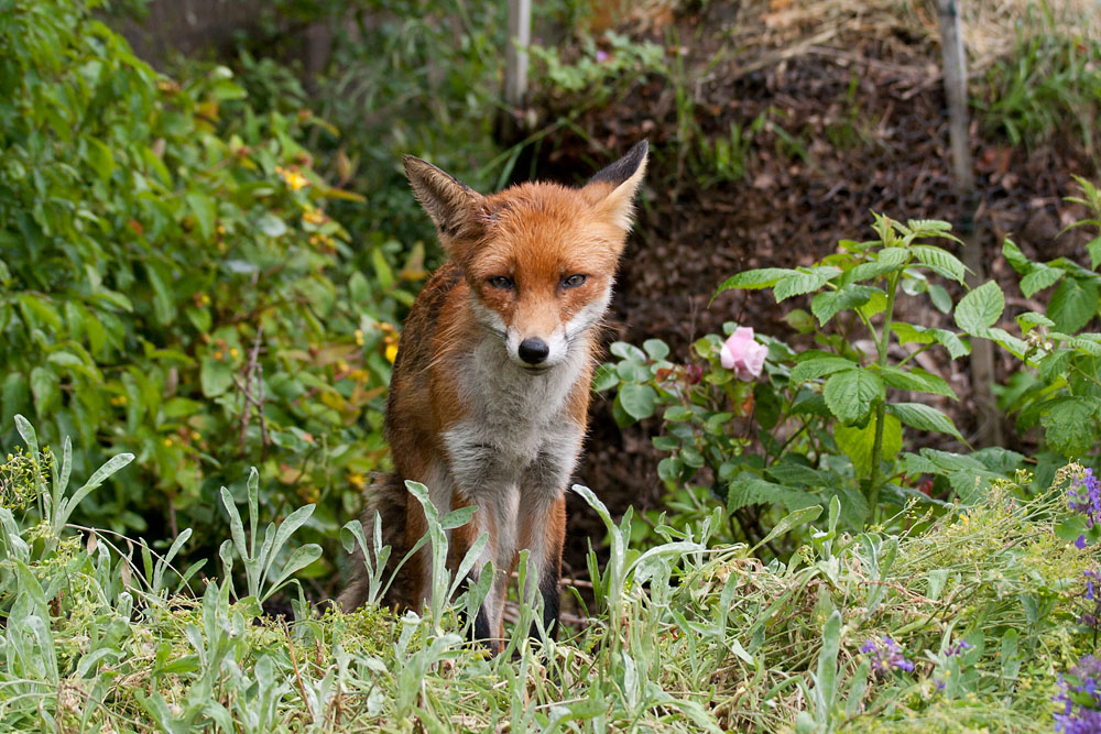 2401132805073686.jpg - Fox (Vulpes vulpes) with head wound.