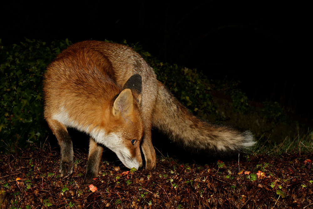 2401182301184251.jpg - Pretty Vixen