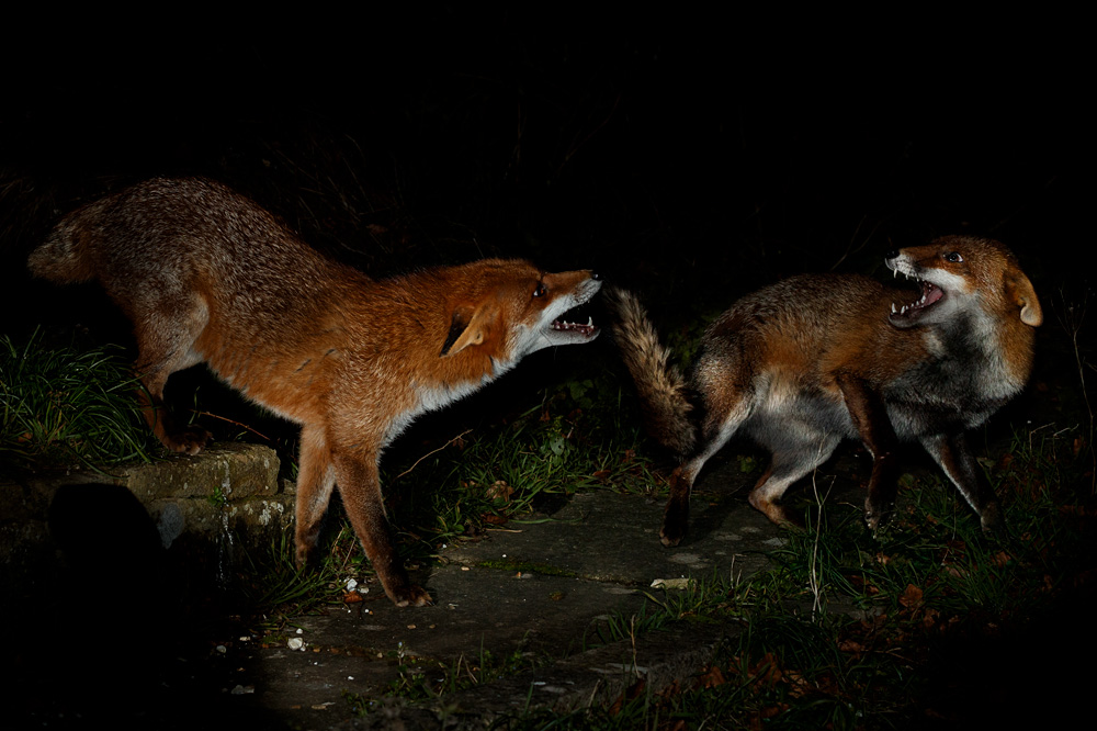 2401222401228049.jpg - Stumpy and Lopa