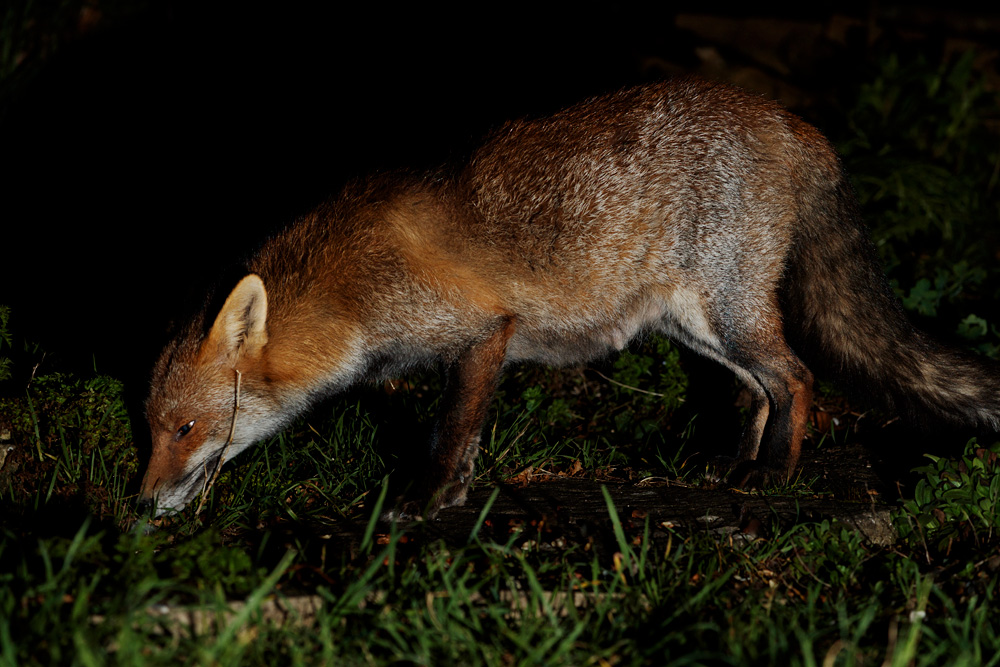 2402212402213876.jpg - Wolfy in the garden