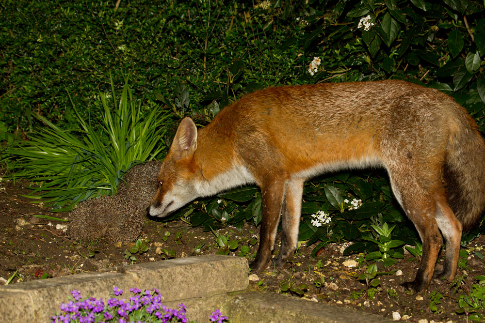 2403130604112947.jpg - Fox (Vulpes vulpes) investigating two hedgehogs in a suburban garden. The fox was inquisitive but did not attempt to harm the hedgehogs.