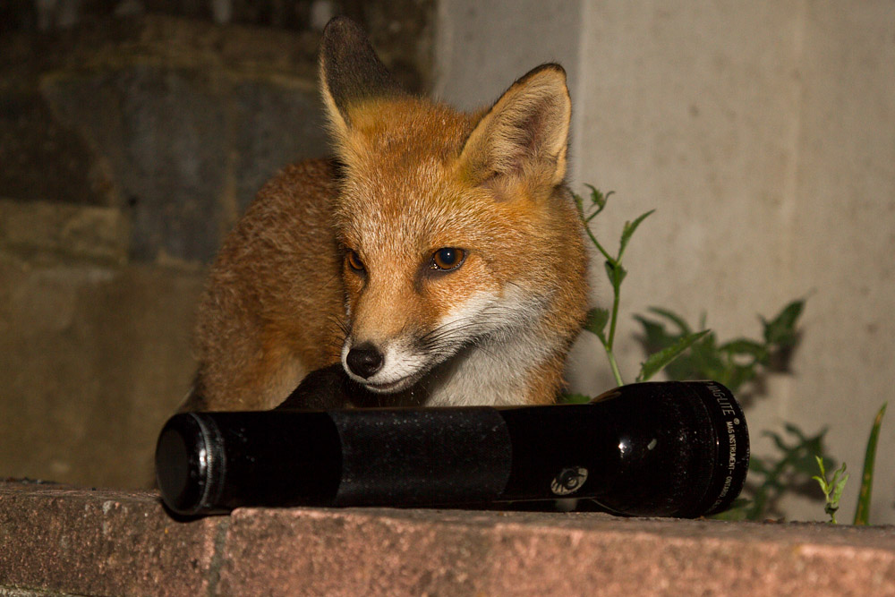2403151607131654.jpg - Fox cub and torch