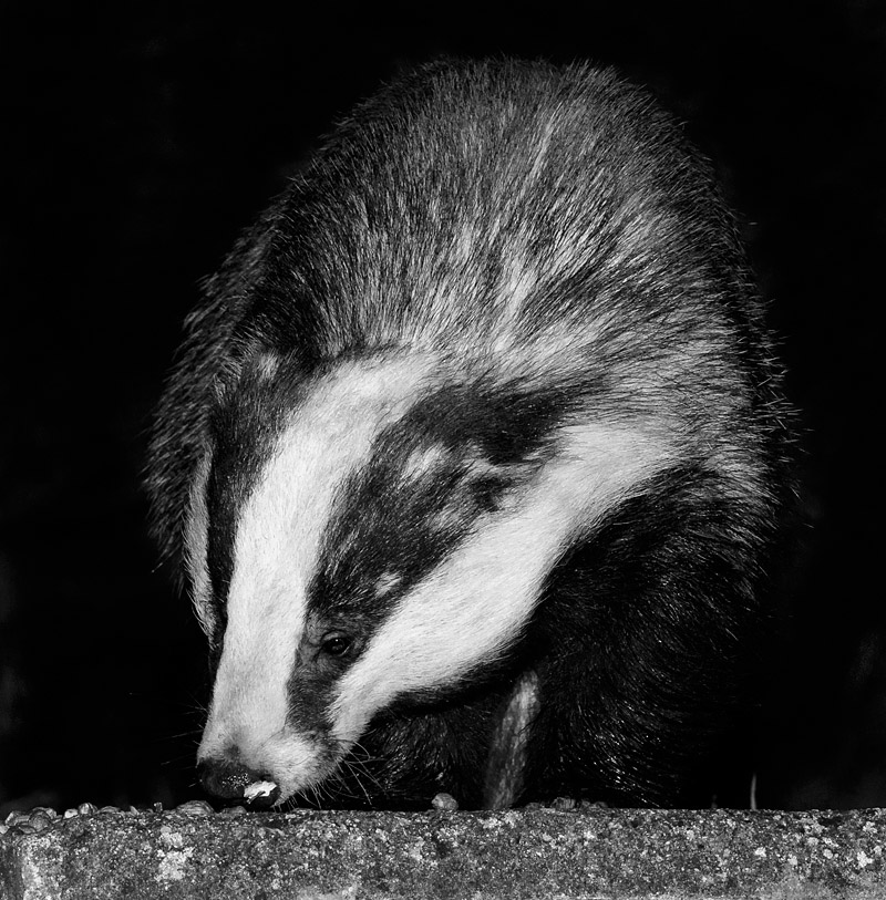 2403162203167570.jpg - Badger eating peanuts in a suburban garden