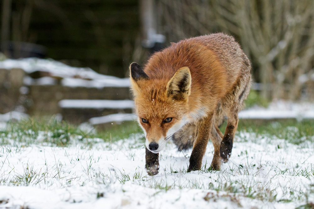 2403181803189661.jpg - Pretty VIxen in the snow