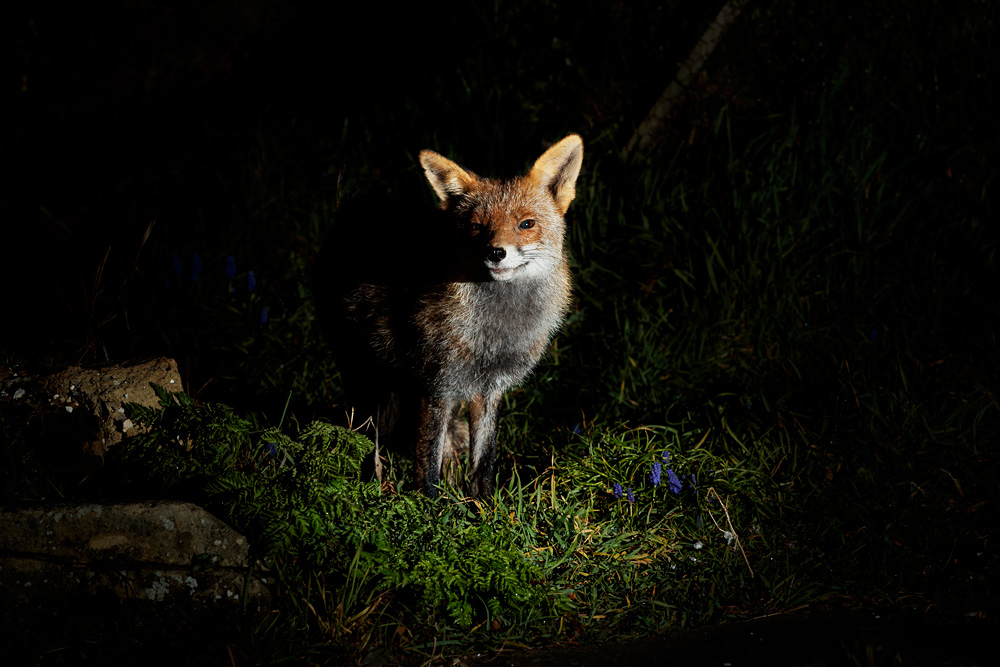 2403212303215544.jpg - Wolfy the vixen in the garden