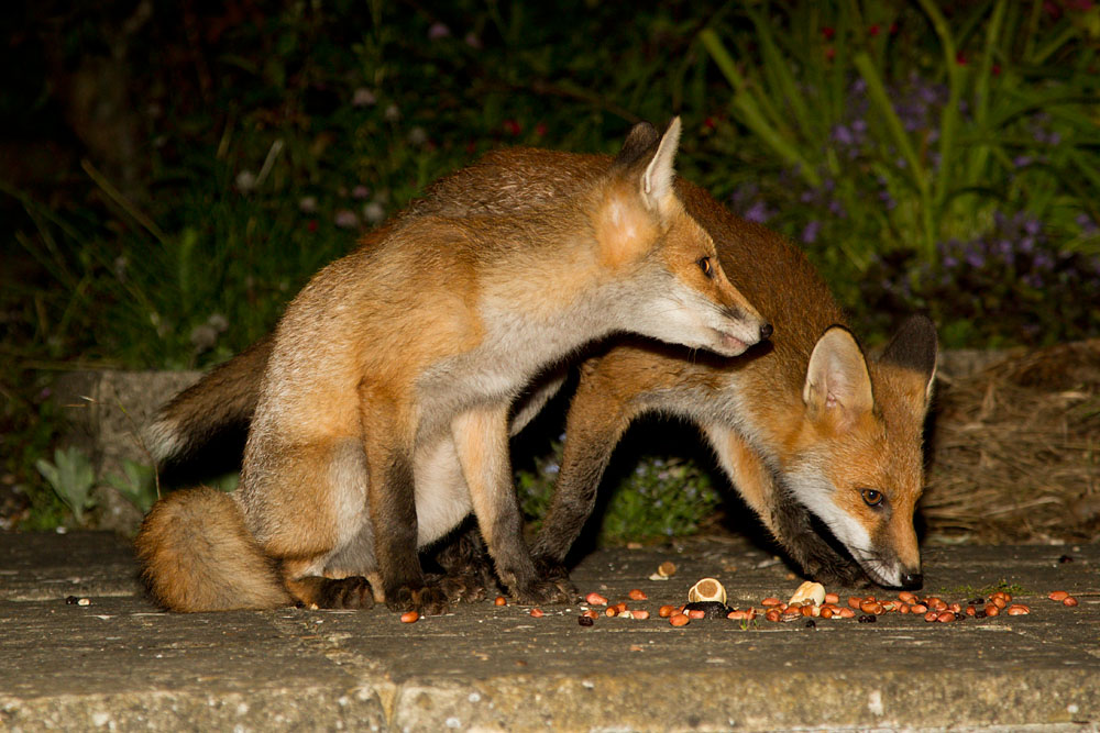 2404131806124246.jpg - Fox cubs (Vulpes vulpes) sharing peanuts in a suburban garden.
