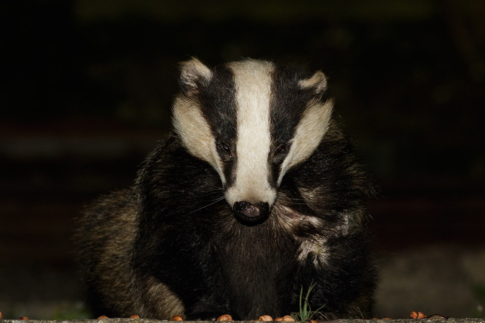 2404152304157225.jpg - Badger in garden