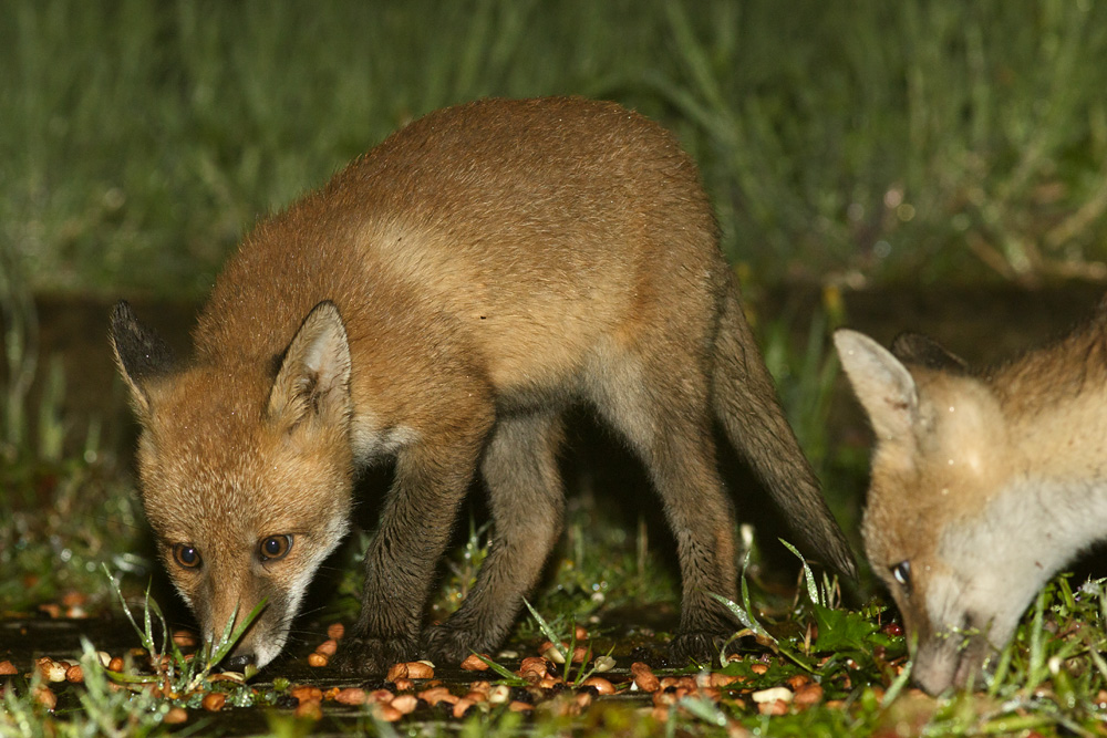 2404182404182724.jpg - 6 week old fox cub in the garden