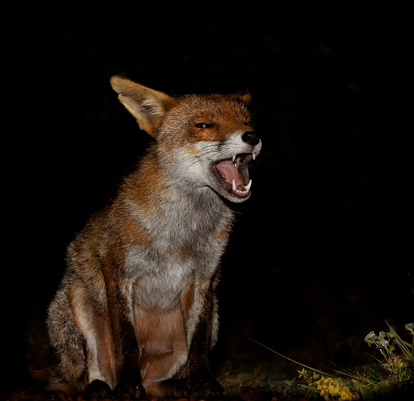 2404202504206939.jpg - Wolfy the vixen with open mouth