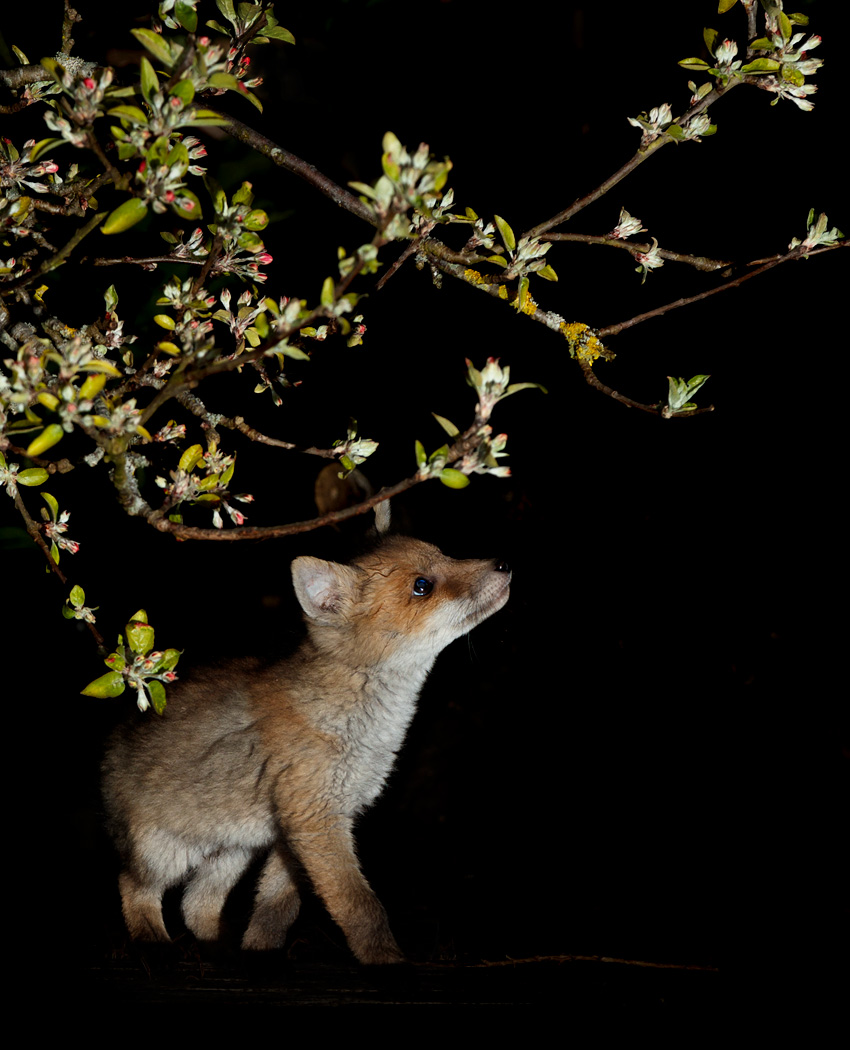 2404212204217858.jpg - Fox cub and apple tree