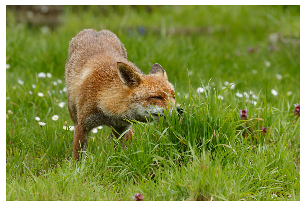 2404232104238413.jpg - Lopa in the long grass