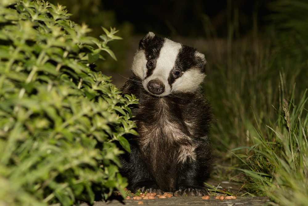 2405151905154690.jpg - Badger looking quizzical