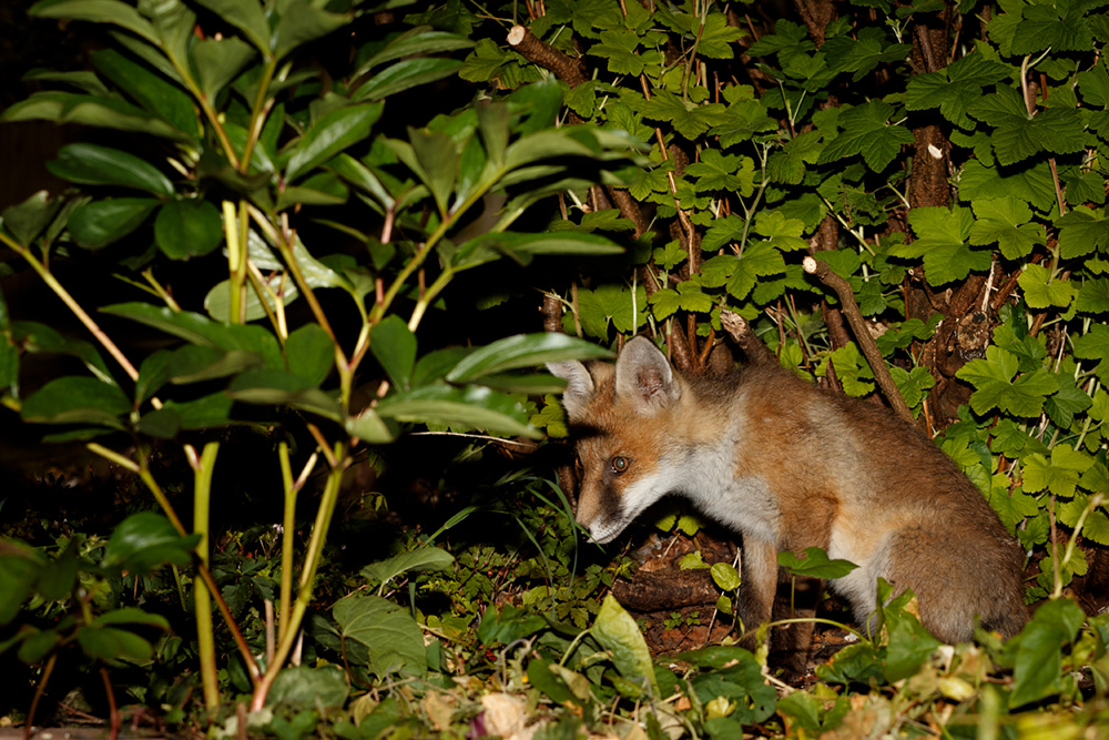 2405192405199051.jpg - Fox cub