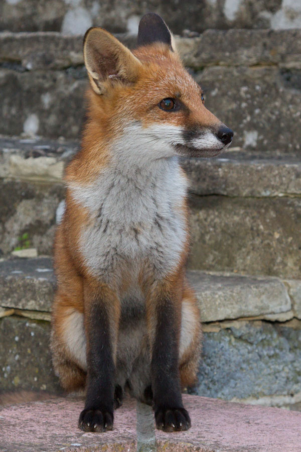 2406132306135586.jpg - Fox cub sitting on steps