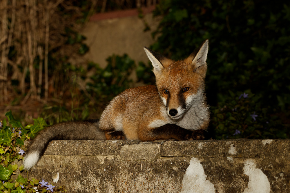 2406192406197044.jpg - Butch relaxing in the garden