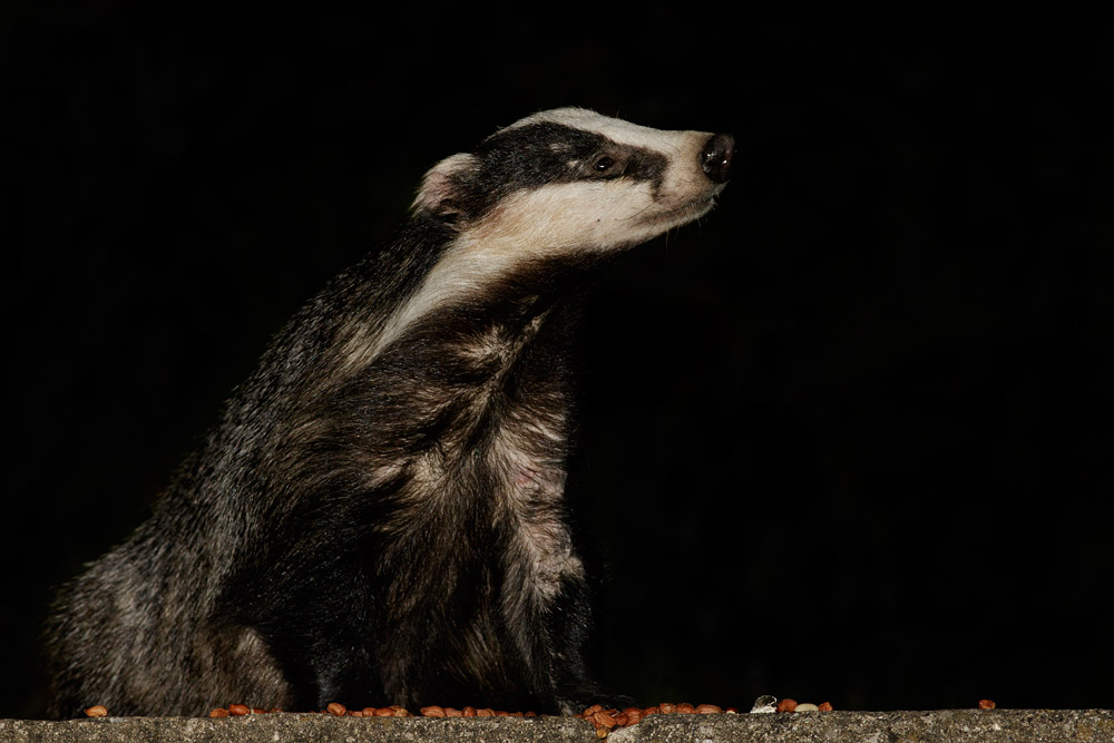 2407151807157507.jpg - Badger on rear patio