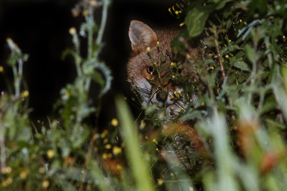 2407162407165010.jpg - Fox in garden on a misty night